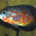 <i>Astronotus</i> aff. ocellatus