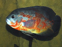 Cichlidés.