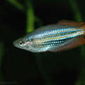 <i>Melanotarnia splendida</i>