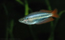 Melanotarnia splendida