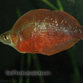 <i>Glossolepis incisus</i>