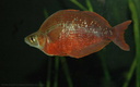 Glossolepis incisus