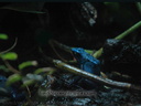 Dendrobates azureus (8925 visits) Dendrobates azureus
