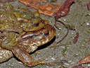 Bufo bufo (8364 visits) Bufo bufo