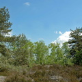 Clairière forestière à Fontainebleau.