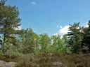 Clairière forestière à Fontainebleau.