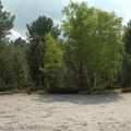 Bouleaux au "Cul de chien".
