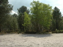 Bouleaux au "Cul de chien".