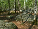 Sentier dans les roches et arbres en forêt de Fontainebleau.