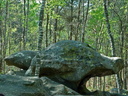 Rochers moussus et bouleaux à Fontainebleau.