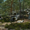 Pins et roches à Fontainebleau.