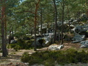 Pins et roches à Fontainebleau.