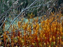 Mousse et bruyère en forêt.