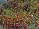 Tapis de mousse, en forêt.