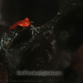 <h1><i>Dendrobates reticulatus</i></h1>