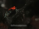 Dendrobates reticulatus (8966 visits) Dendrobates reticulatus