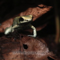 <h1><i>Adelphobates galactonotus</i></h1>