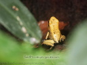 Phyllobates terribilis (18590 visits) Phyllobates terribilis