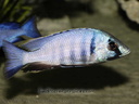 Cichlidés du lac Malawi.