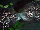 Paratilapia sp. andapa