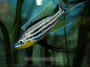 Benthochromis tricoti