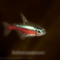 <i>Paracheirodon axelrodi</i>