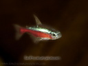 Paracheirodon axelrodi