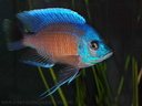 Copadochromis borleyi 