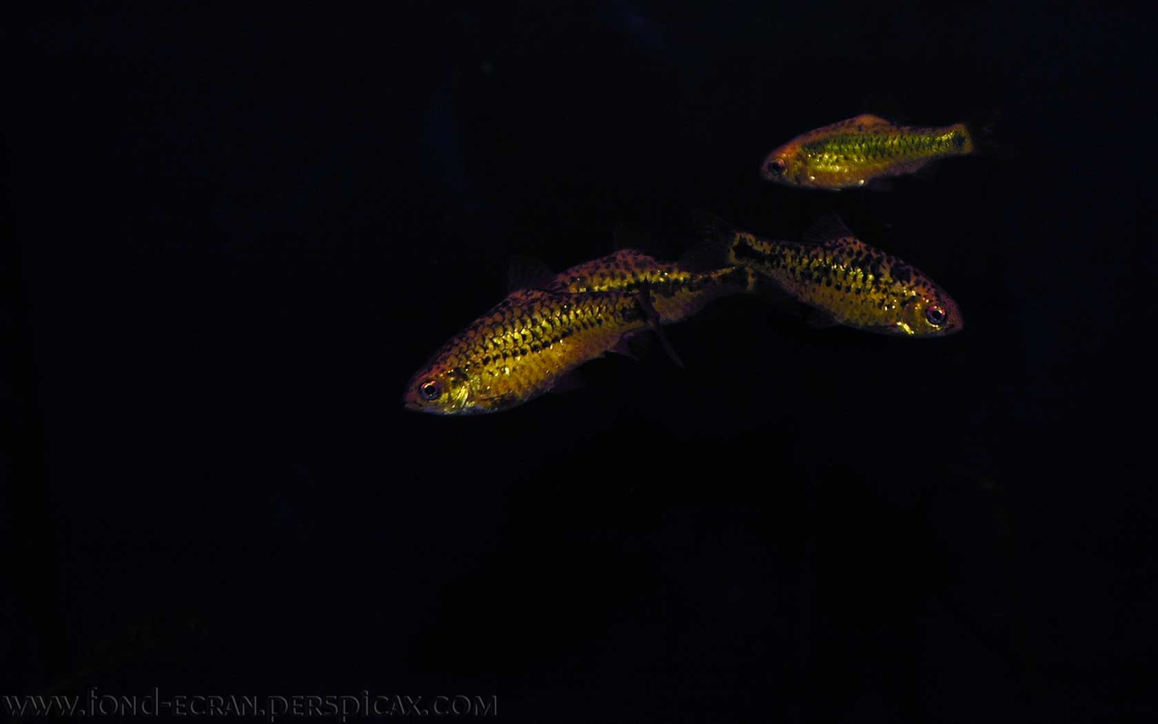 20100817072209-4c9c6616.jpg