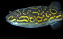 Tetraodon biocellatus