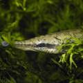 <i>Lepisosteus platyrhincus</i>