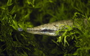 Lepisosteus platyrhincus