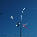 Cerfs-volants.
