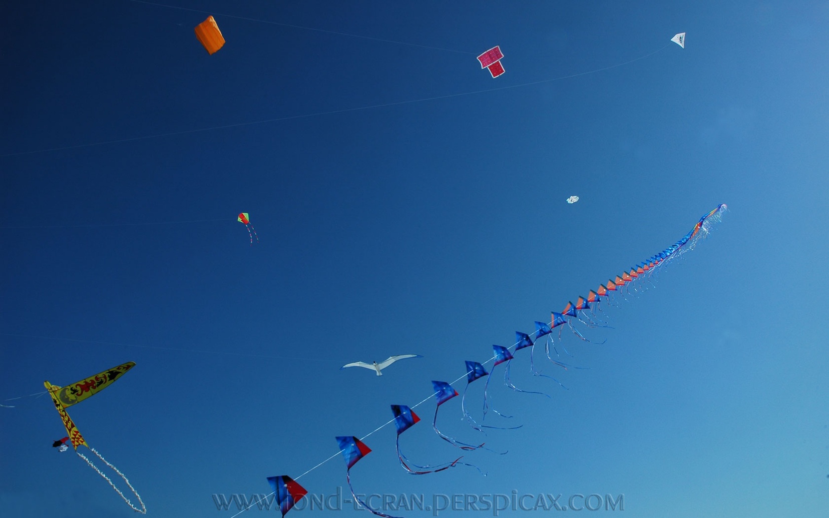 cerf-volant-c.jpg
