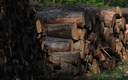 Tas de Bois en forêt.