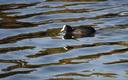  Foulque macroule - Fulica atra