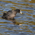 Foulque macroule - Fulica atra