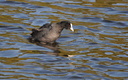 Foulque macroule - Fulica atra