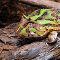 <h1><i>Ceratophrys ornata</h1></i>