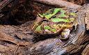Ceratophrys ornata (8411 visits) Ceratophrys ornata