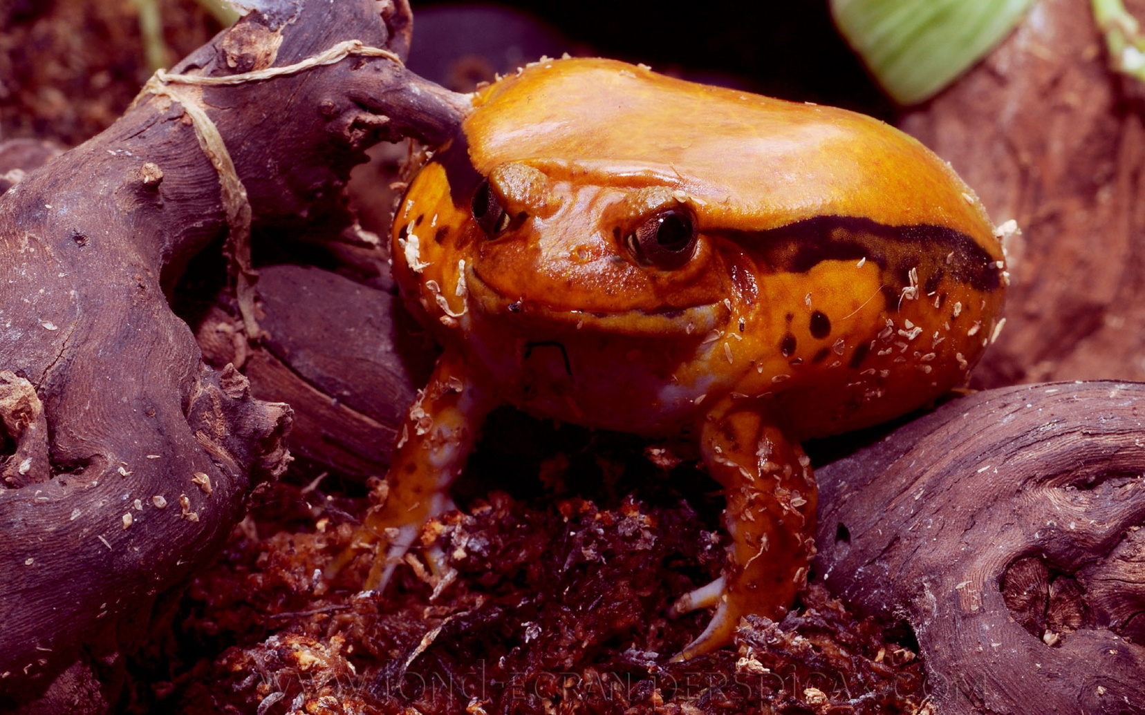 dyscophus-guineti.jpg