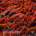 <h1><i>Carassius auratus</h1></i>