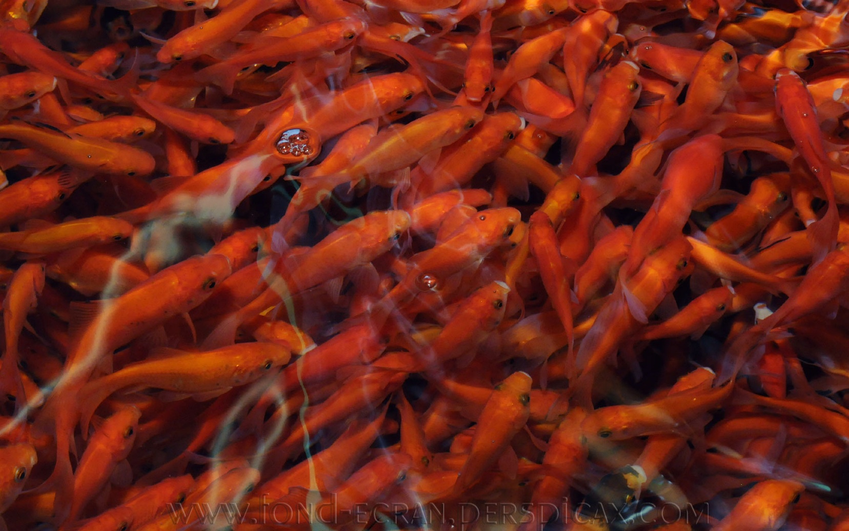 carssius-auratus-a.jpg