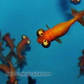 <h1><i>Carassius auratus</h1></i>
