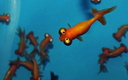 Carassius auratus