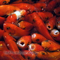 <h1><i>Carassius auratus</h1></i>