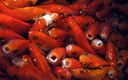 Carassius auratus