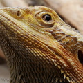 <h1>Gros plan sur <i>Pogona vitticeps</i> au Béthunarium.</h1>