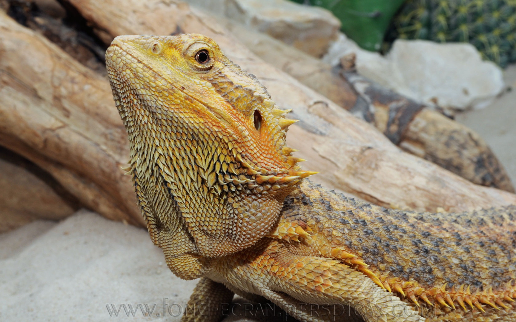 pogona-vitticeps-a.jpg