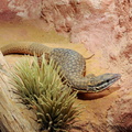 <h1><i>Varanus acanthurus</h1></i>